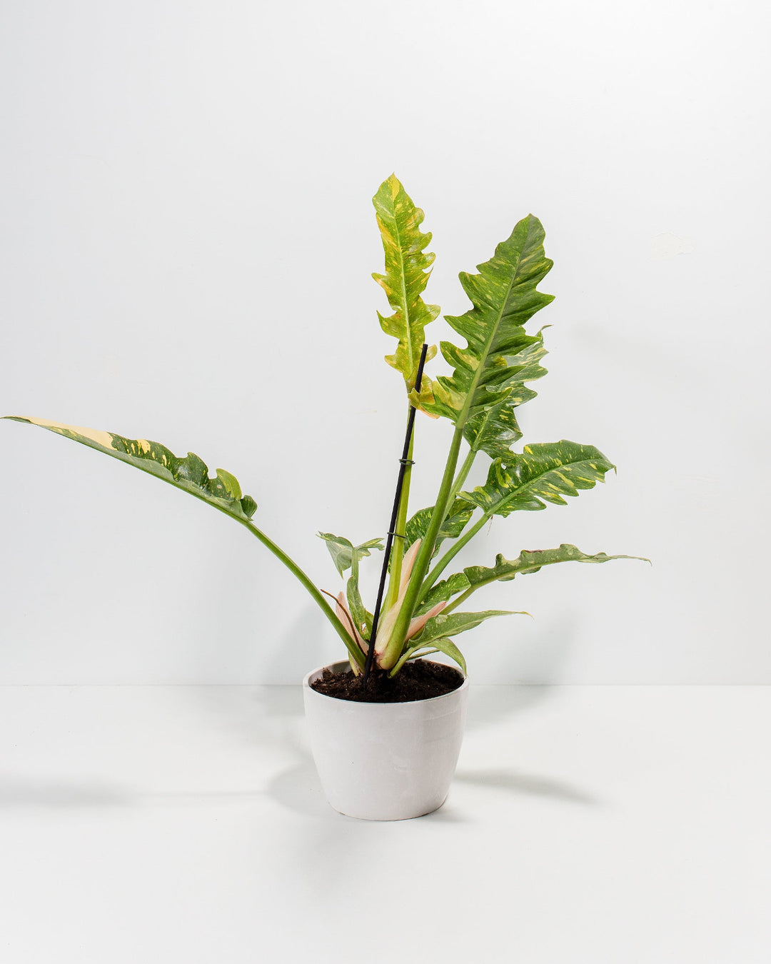 6-inch Philodendron Ring of Fire in white ceramic pot displaying upright compact growth habit with wavy-edged lobed foliage and yellow variegated new leaves transitioning to mature green; low-maintenance houseplant with striking seasonal color changes.