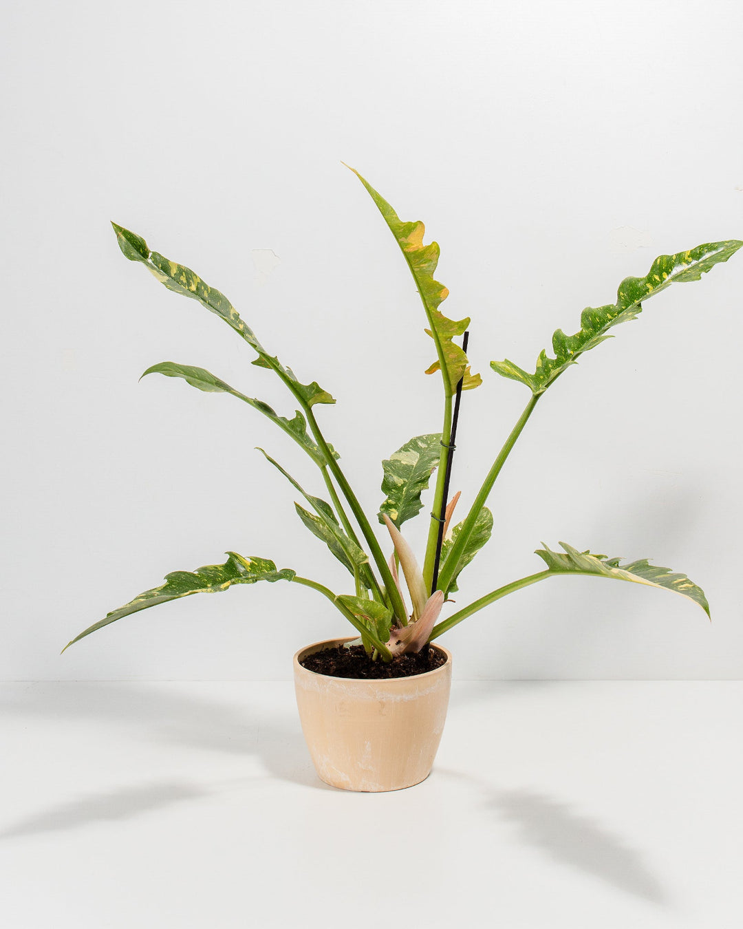 6-inch Philodendron Ring of Fire in cream macadamia ceramic pot displaying distinctive deeply-lobed wavy leaves with bright yellow new growth transitioning to vibrant green; compact tropical houseplant with red-tinted petioles and easy-care foliar beauty.