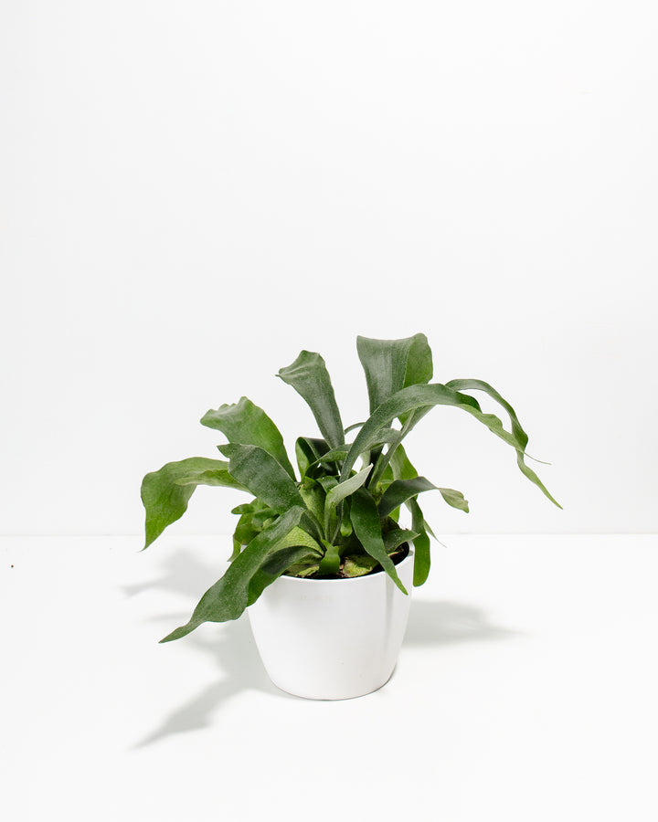 Staghorn Fern