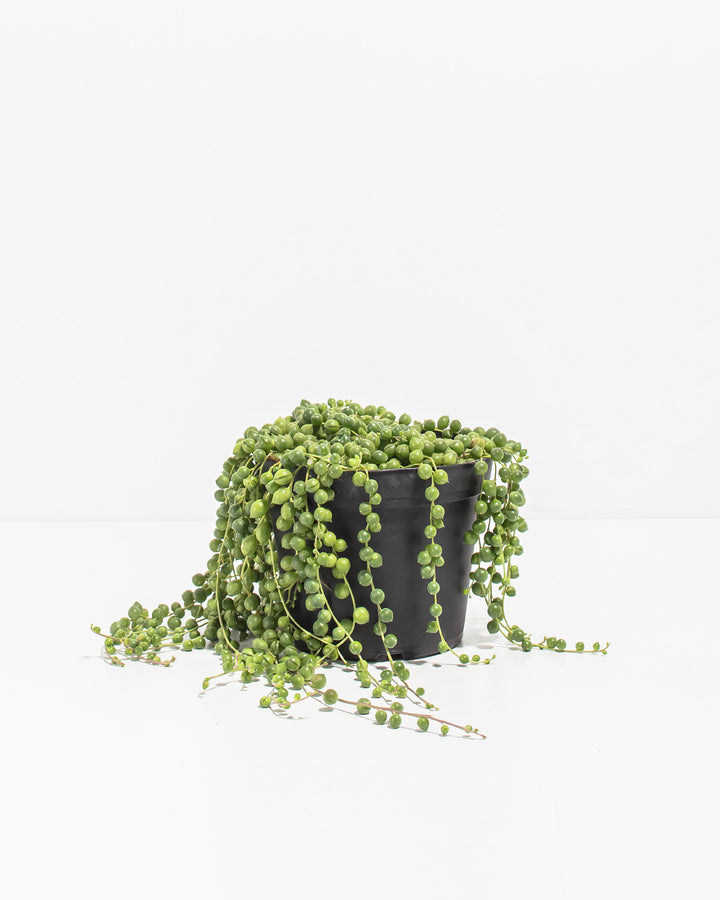 String of Pearls Plant 6-inch full view in black grower pot with long cascading bead vines – drought tolerant trailing succulent for shelves and hanging planters