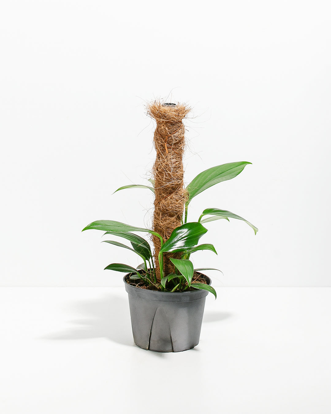 Dragon's Tail Philodendron with Totem