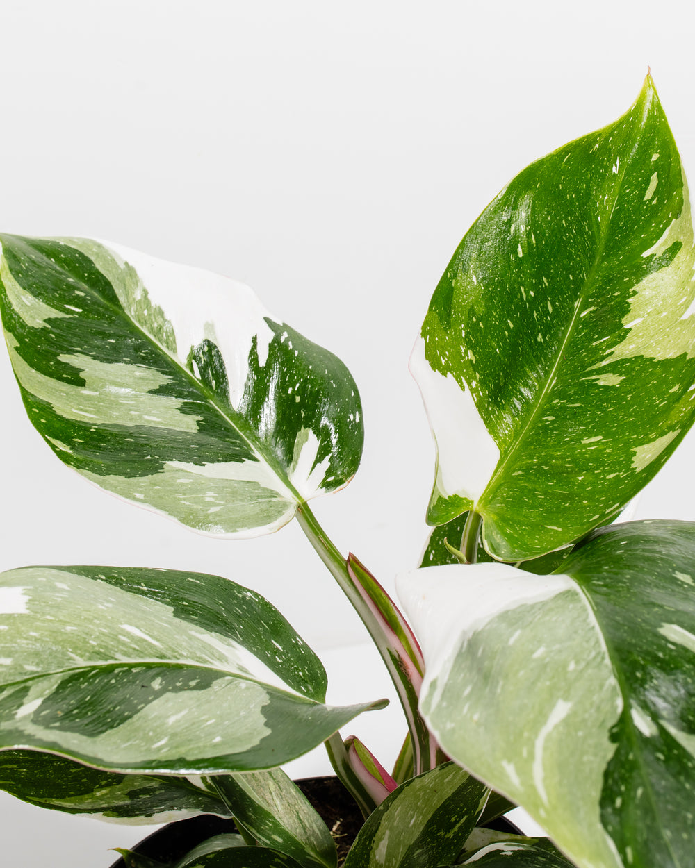 The Royal Sisters - Pink & White Princess Philodendron