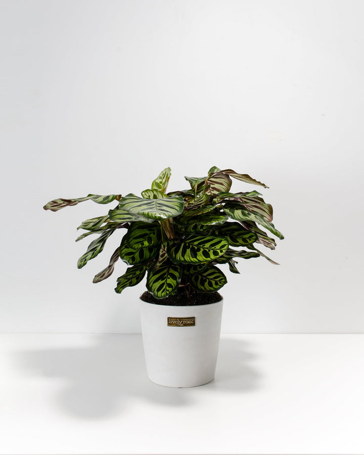 Peacock Plant