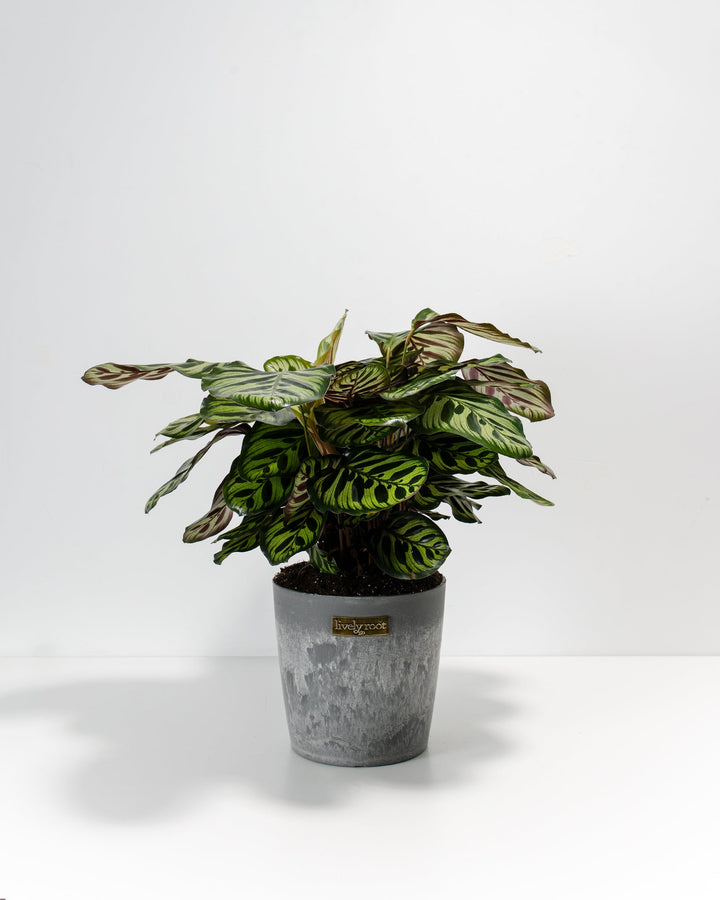 Peacock Plant