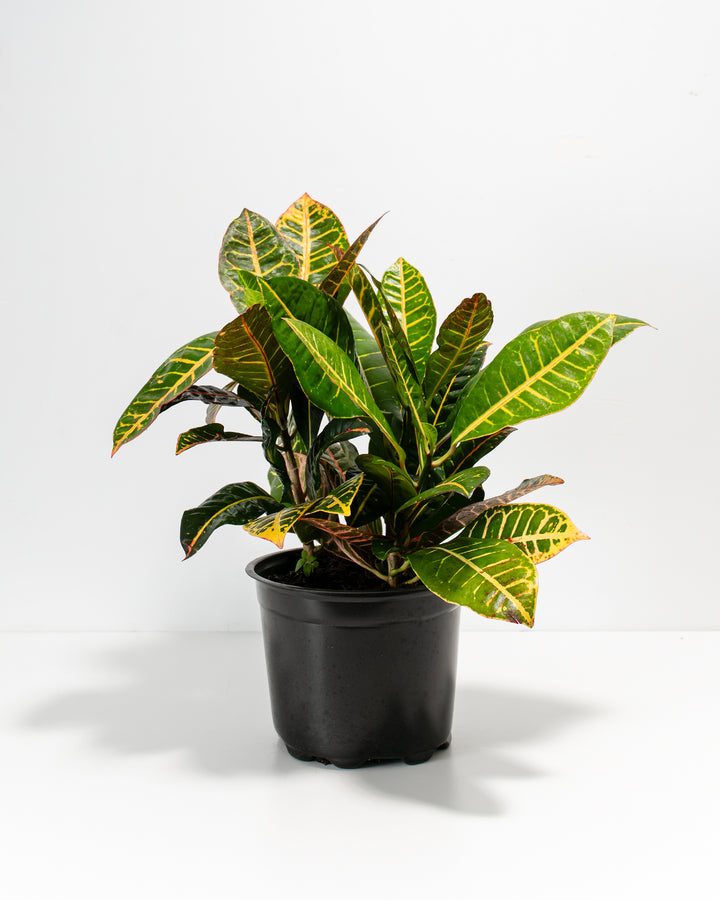 Petra Croton in an 8-inch black grower pot with dense glossy green and yellow variegated foliage and red lower leaves against a white background