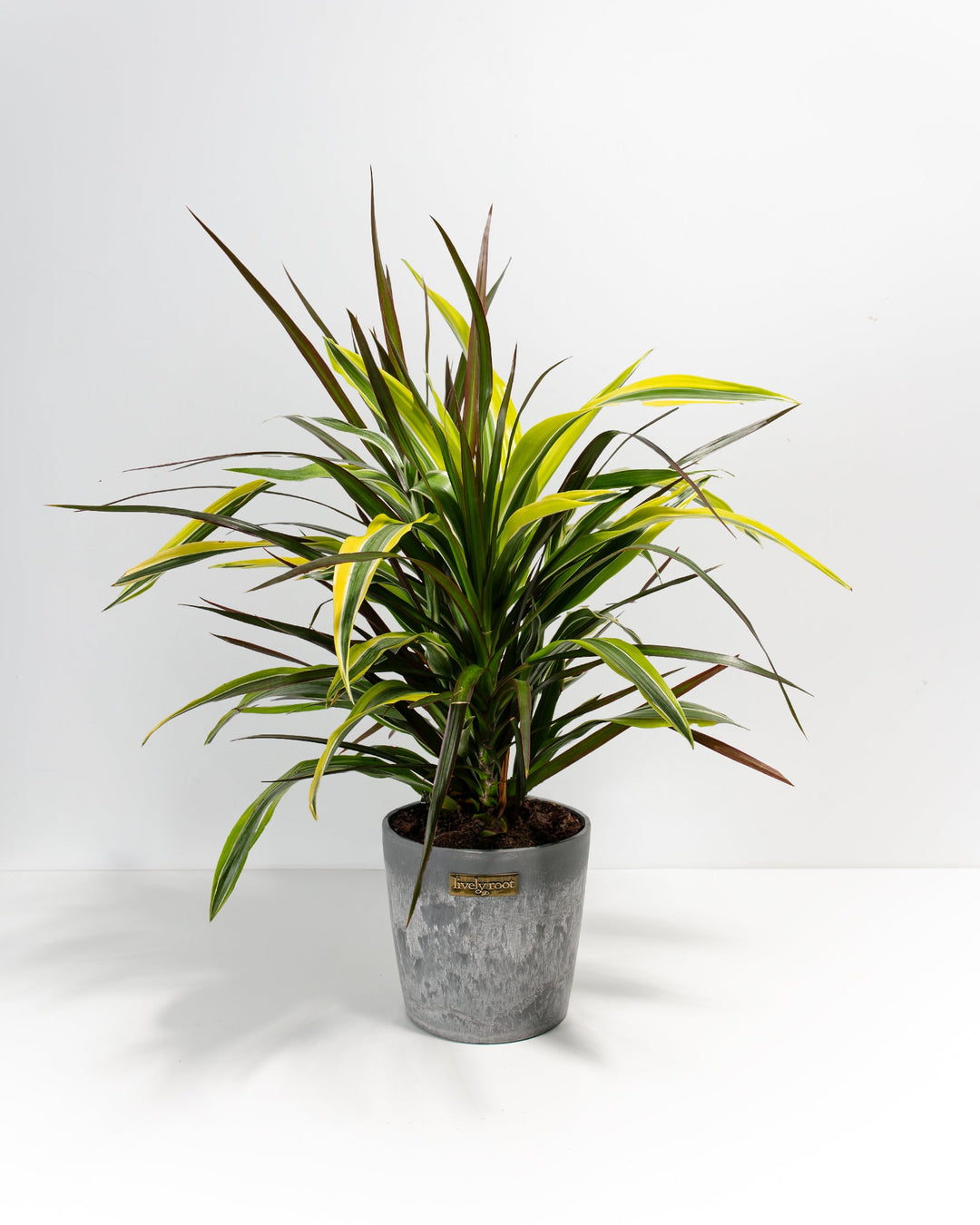 Black Leaf Dragon Tree Collection (Dracaena)