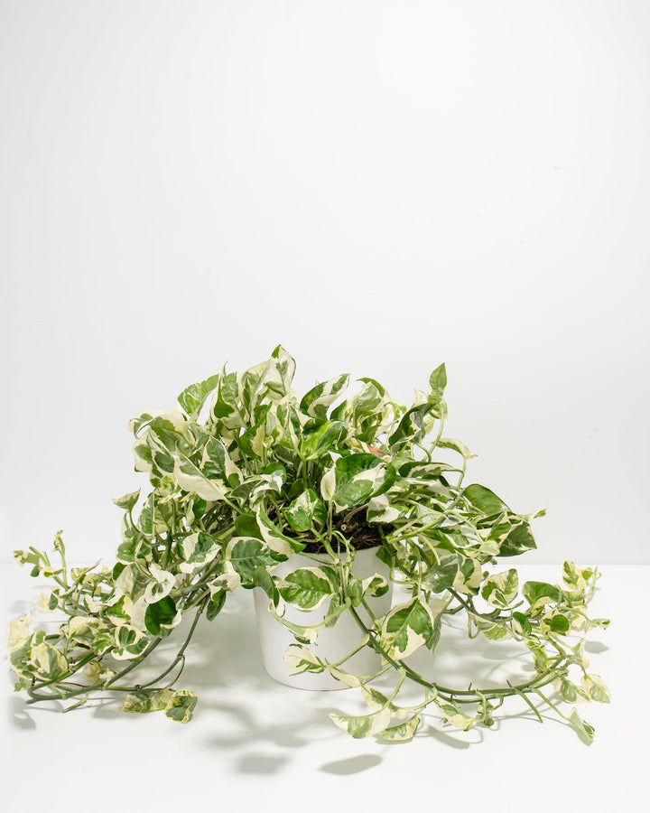 Pearls and Jade Pothos 8-inch in white ceramic pot with sprawling cream and green marbled vines – buy large variegated pothos online