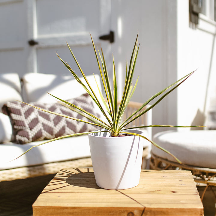 Yucca Bright Edge