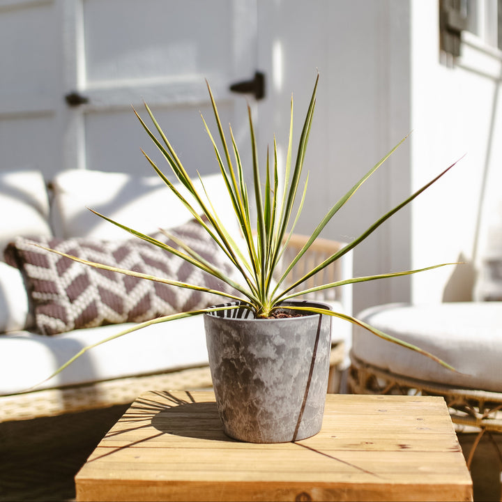 Yucca Bright Edge