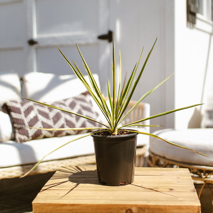 Yucca Bright Edge