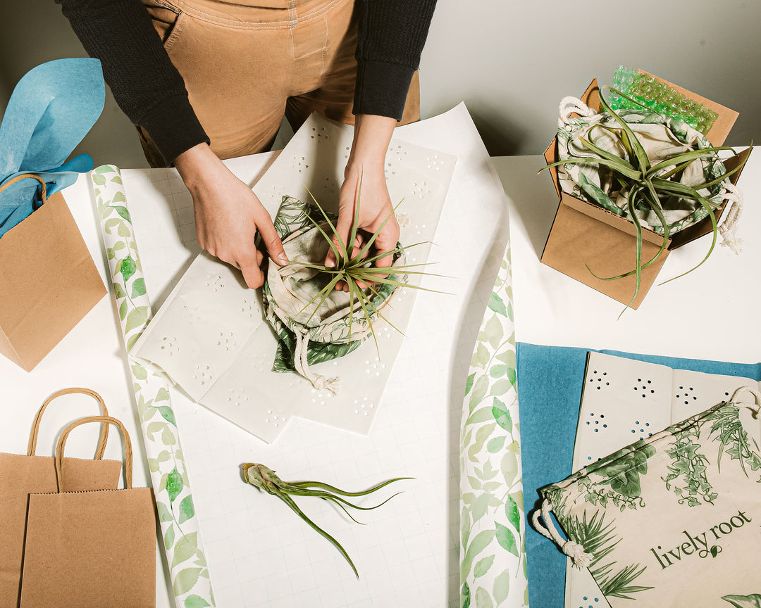 Hands carefully unwrap an air plant from the Air Plant Grab Bag, surrounded by eco-friendly packaging and a lively root gift bag.