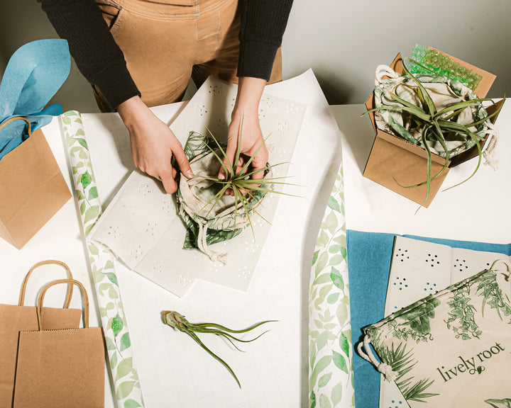 Hands carefully unwrap an air plant from the Air Plant Grab Bag, surrounded by eco-friendly packaging and a lively root gift bag.