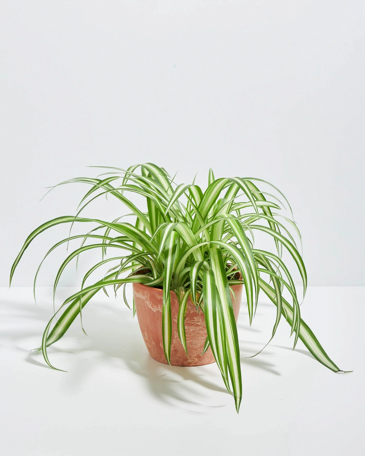 Lush Variegated Spider Plant houseplant with long, arching green and white striped leaves cascading outwards, potted in a textured terracotta-colored ceramic planter, set against a solid white studio background.