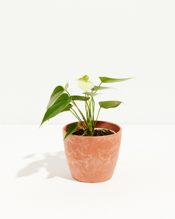 Glossy heart-shaped leaves and a single white bloom define this White Anthurium, potted in a terracotta chai container.