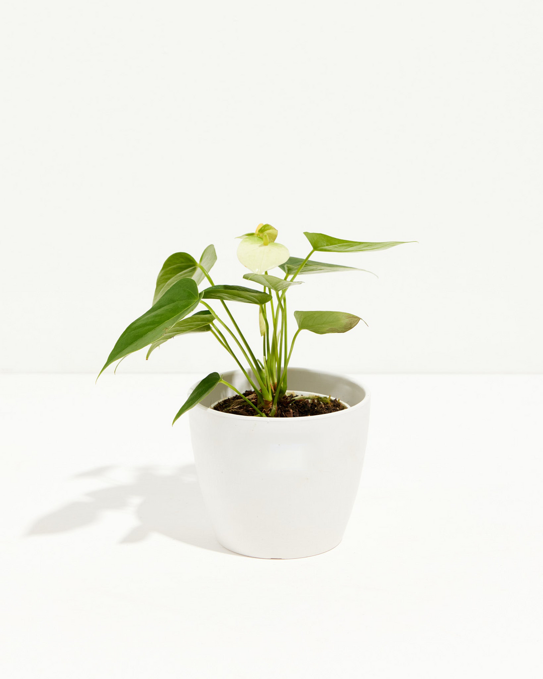 Set in a neutral coco pot, this White Anthurium pairs its dark green leaves with one soft white flower.