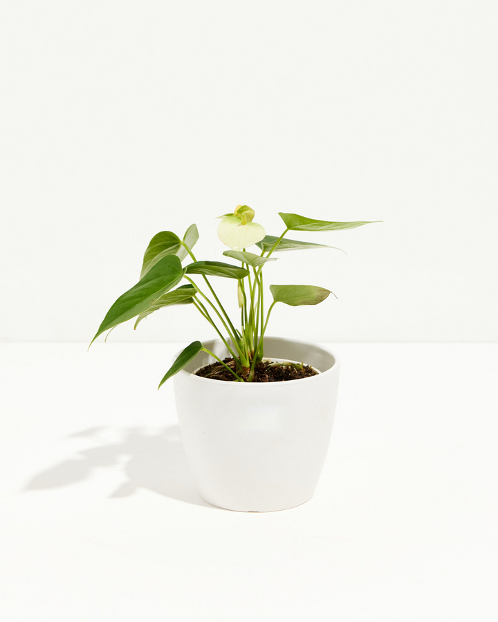 Set in a neutral coco pot, this White Anthurium pairs its dark green leaves with one soft white flower.