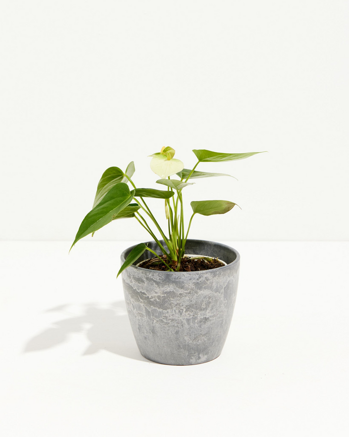 The White Anthurium's waxy green foliage and creamy white flower stand out against an earl grey pot.