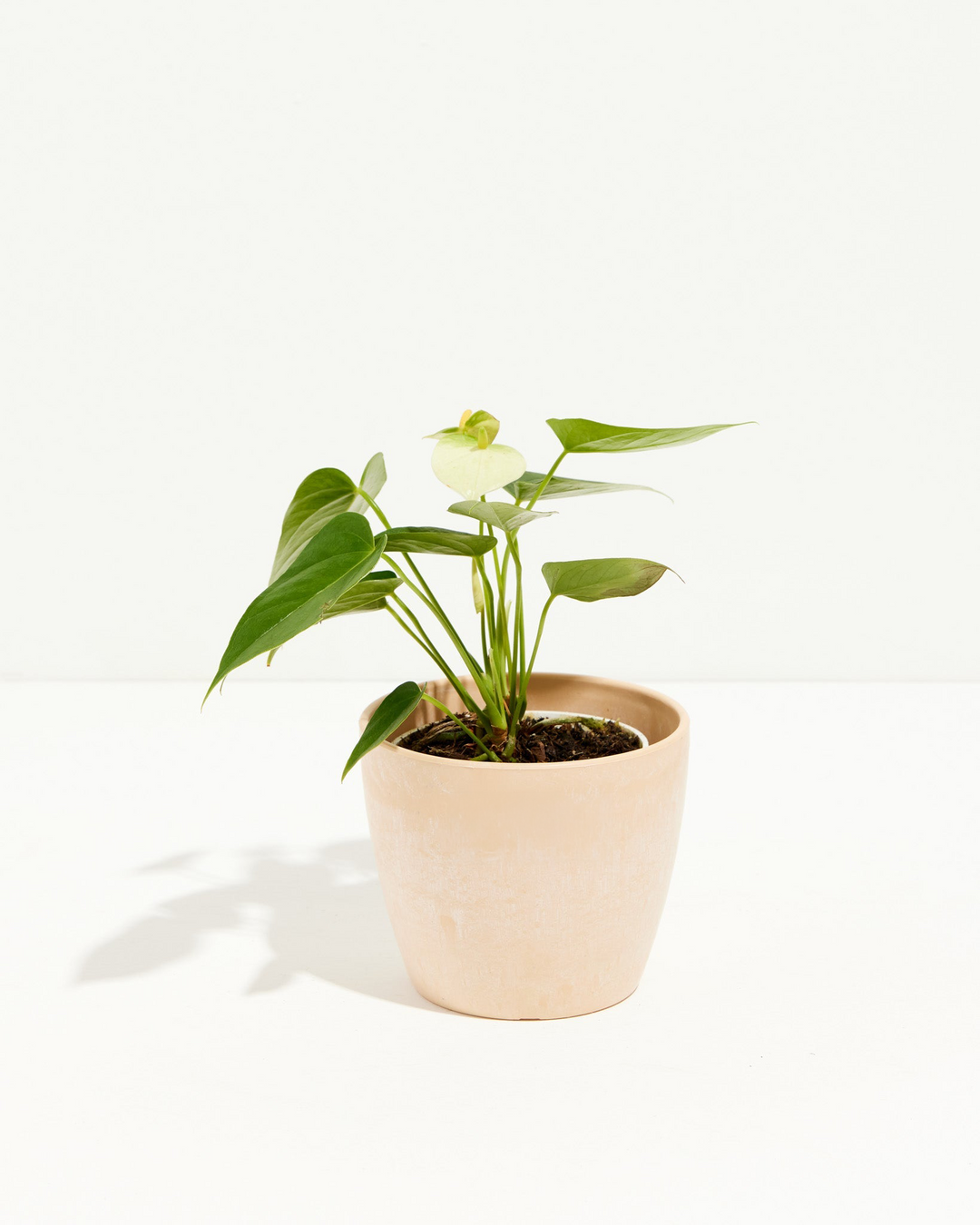 White Anthurium