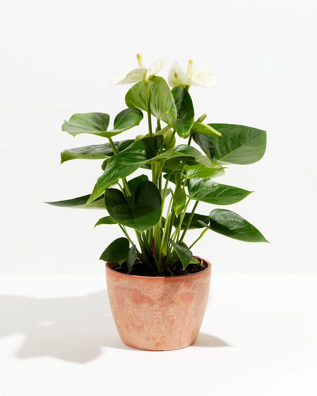 White Anthurium