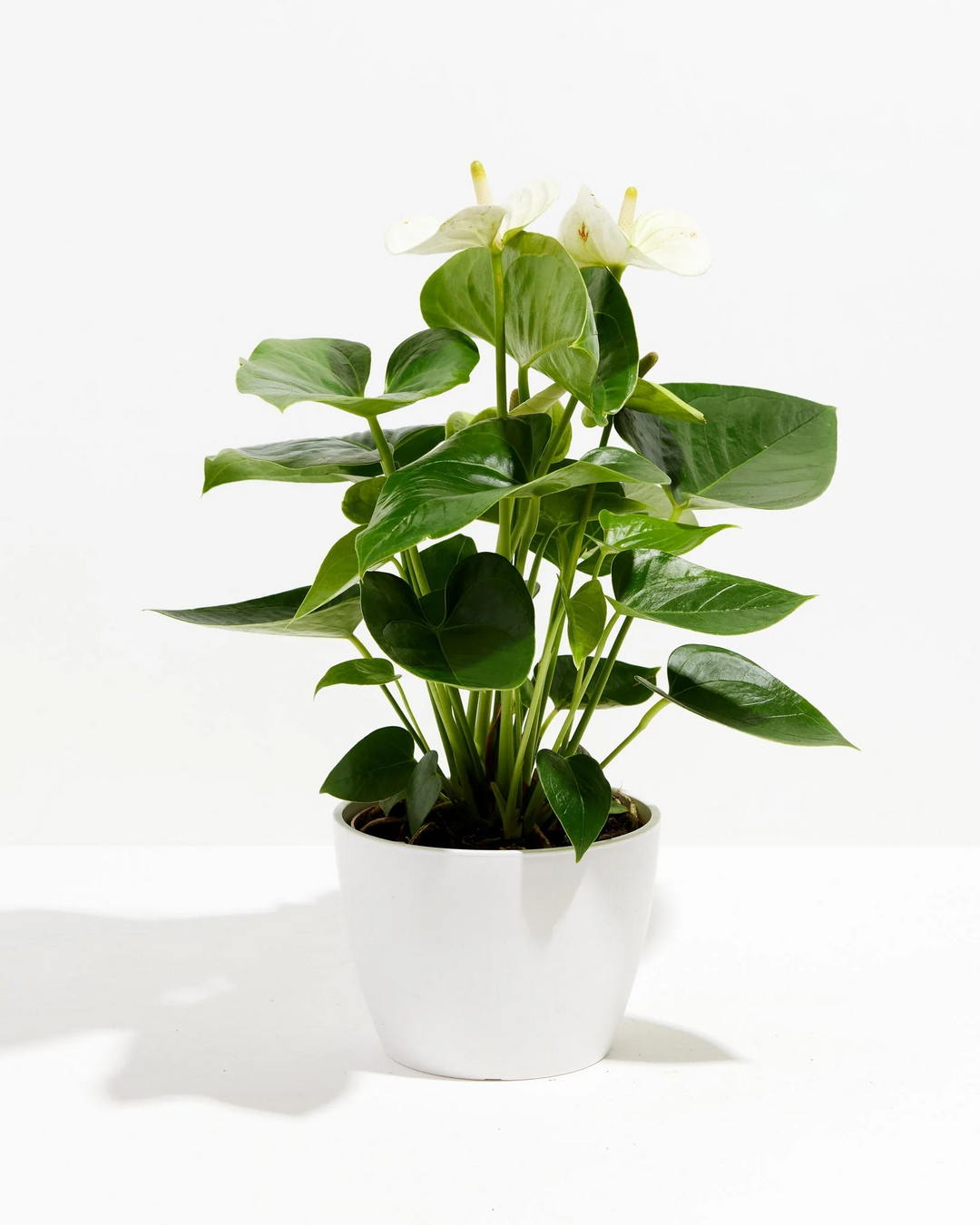 White Anthurium