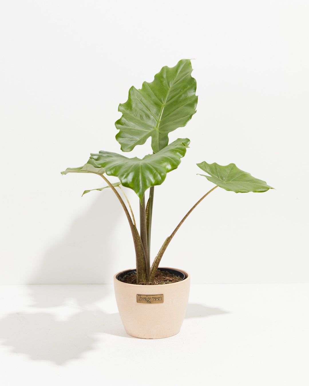 Alocasia Kuching Mask