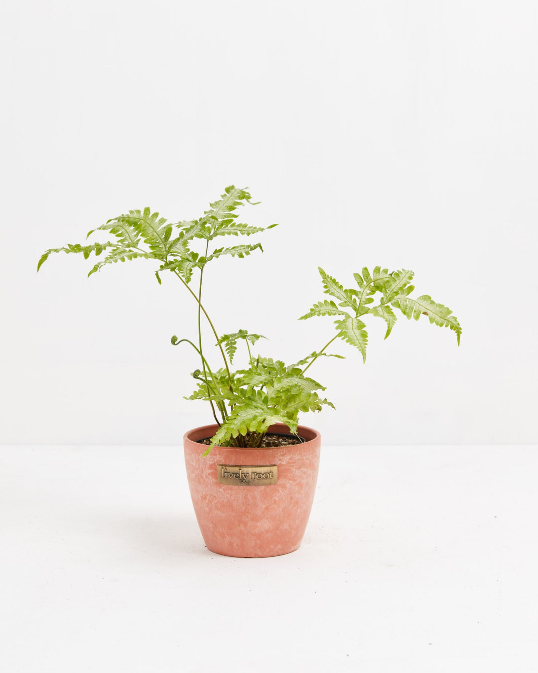 Fern Silver