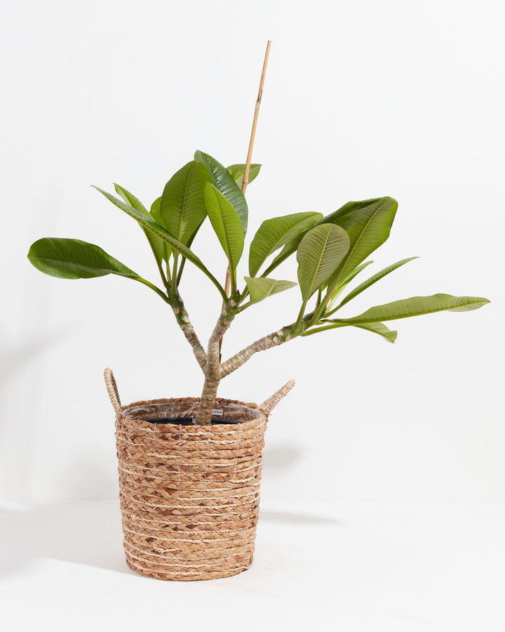 Plumeria Tree