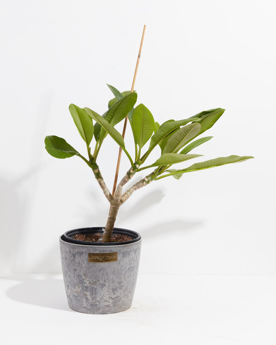 Plumeria Tree