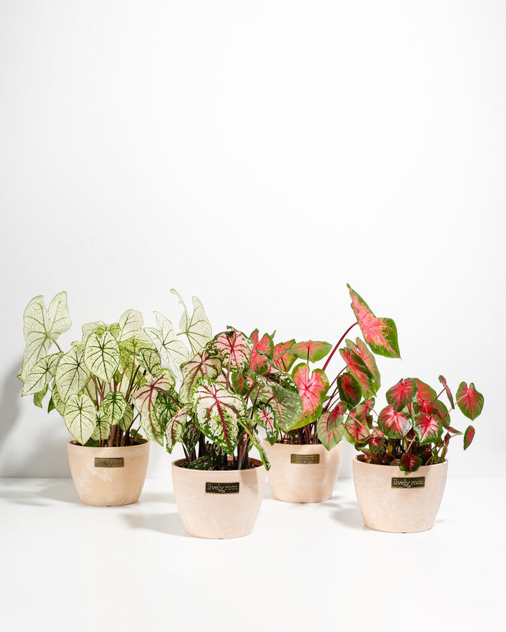 Caladiums (4-pack)