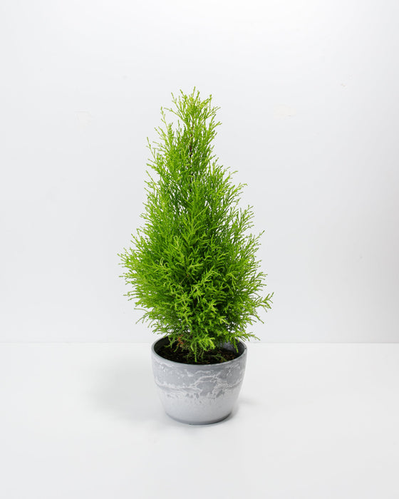 Lemon Cypress topiary 6-inch in grey concrete pot, compact pyramidal evergreen with vibrant chartreuse-green delicate foliage, modern minimalist houseplant
