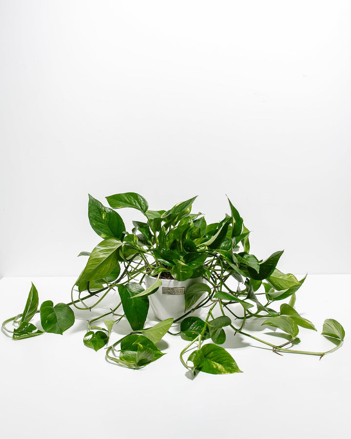 Golden Pothos Plant