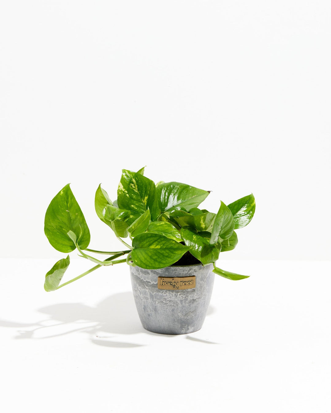 A full view of a small Golden Pothos plant featuring heart-shaped green leaves with yellow variegation and trailing stems, presented in a gray textured Lively Root decorative planter against a white background.