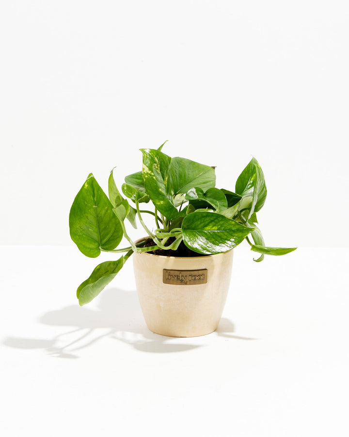 Golden Pothos Plant