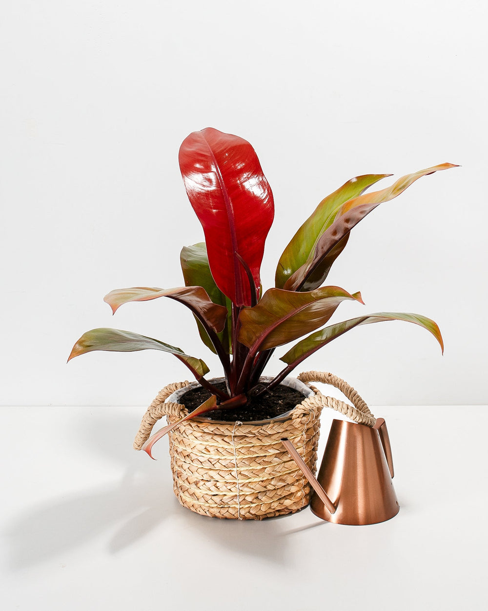 Philodendron Prince of Orange in a woven seagrass basket with handles alongside a copper watering can showing vibrant red new growth and dark green and burgundy leaves against a white background