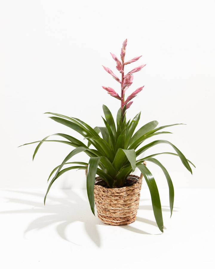 Claire Guzmania Bromeliad
