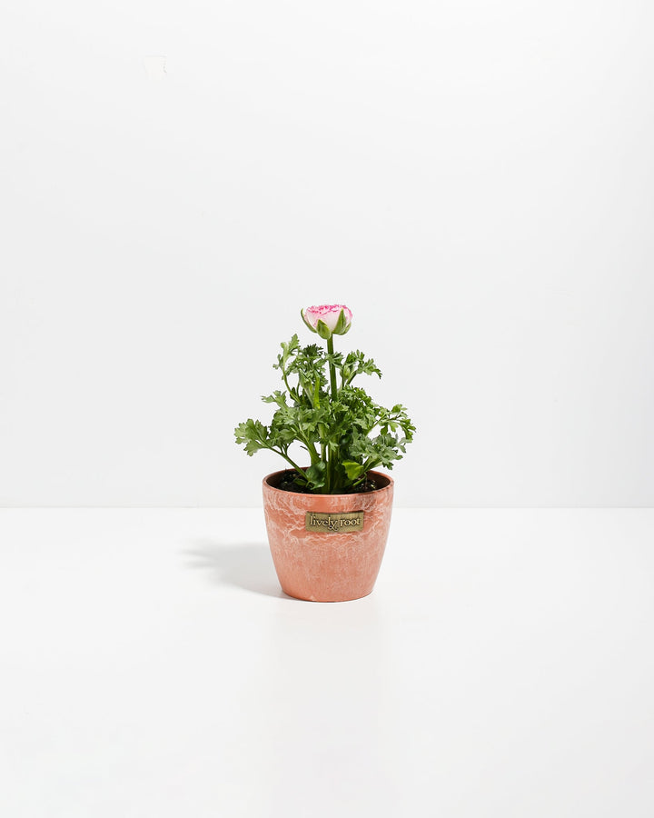 Ranunculus Premier