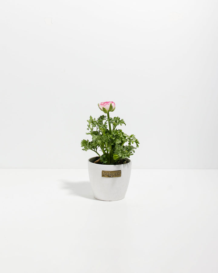 Ranunculus Premier