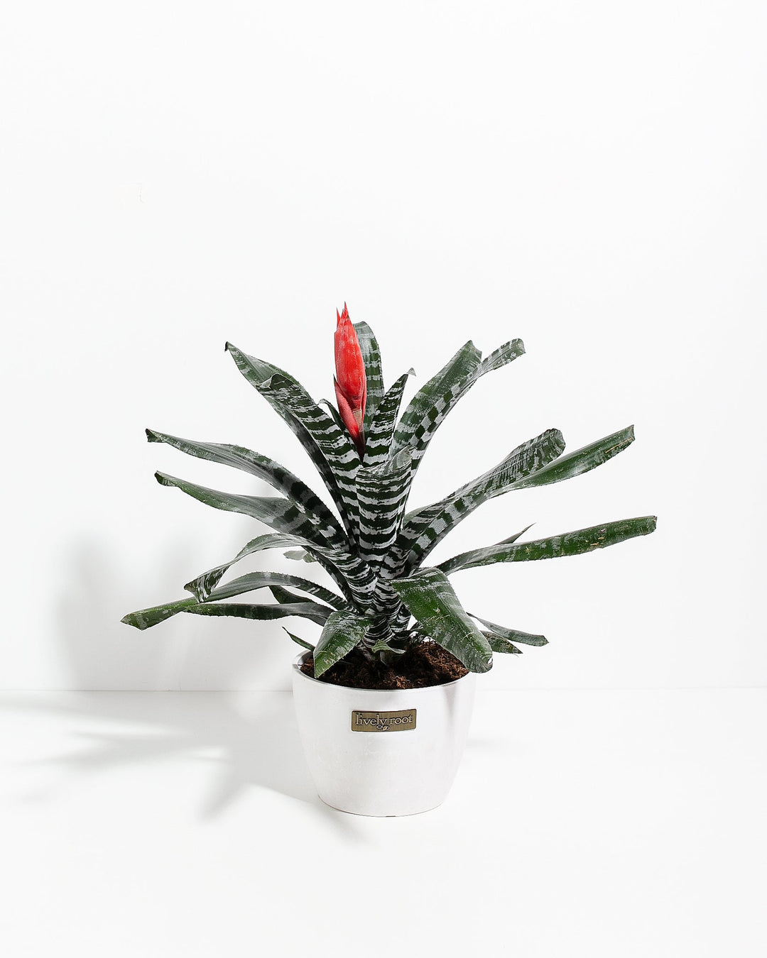Amazonian Zebra Bromeliad