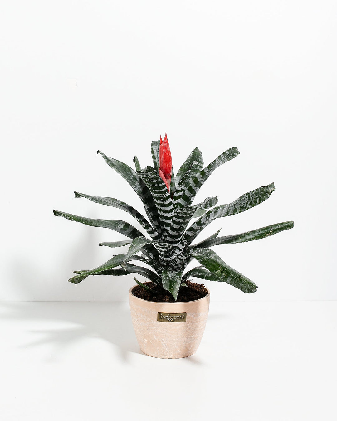 Amazonian Zebra Bromeliad