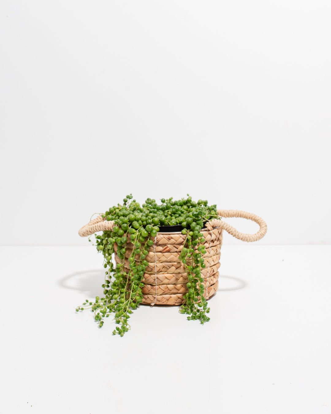 String of Pearls Plant in handwoven seagrass basket with rope handles and trailing bead vines – natural boho succulent gift for living room or bedroom decor