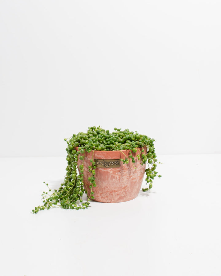 String of Pearls Plant in Lively Root terracotta textured pot with spilling bead vines – buy live Curio rowleyanus succulent in decorative earthy planter