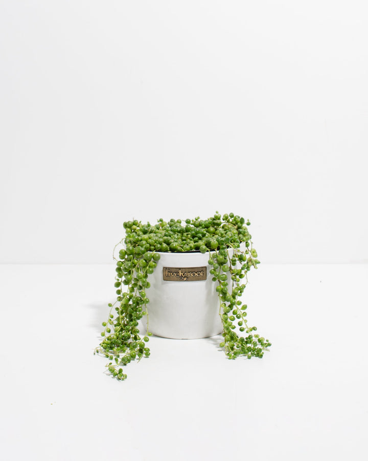String of Pearls Plant in Lively Root white ceramic pot with long trailing bead vines – live Senecio succulent delivered in decorative planter
