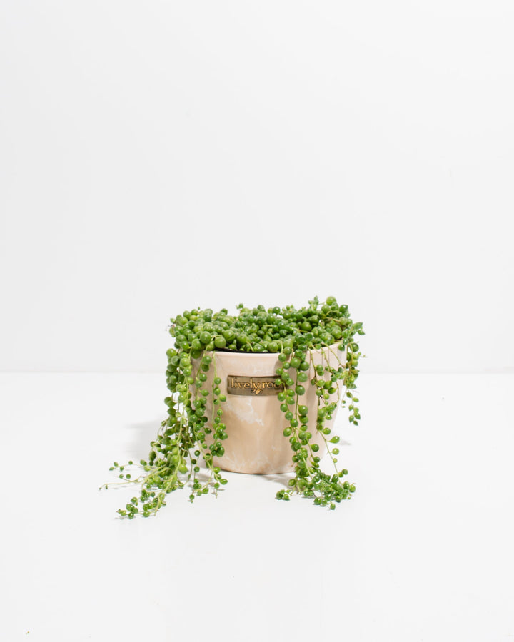 String of Pearls Plant in Lively Root blush pink cylindrical pot with cascading round bead vines – unique trailing succulent gift for plant lovers