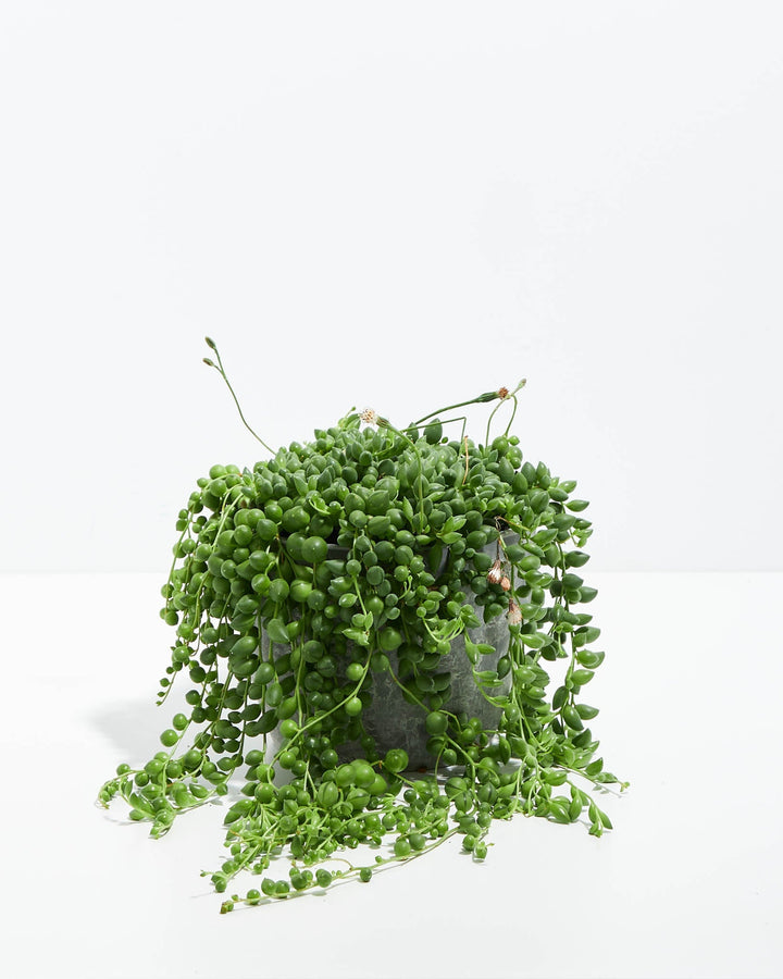 String of Pearls Plant in Lively Root grey stone-texture pot with abundant cascading vines and tiny flower buds – full mature trailing succulent for shelf or tabletop display