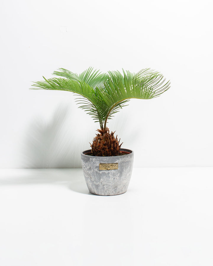 6-inch Sago Palm with feathery fronds and spiky trunk in grey textured stone-look decorative pot with Lively Root label