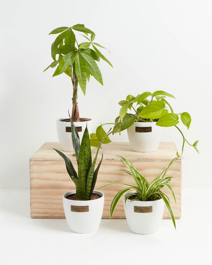 Jungle Starter Plant Collection in white Coco Lively Root pots arranged on a wooden crate display — braided trunk Money Tree, Golden Pothos, Snake Plant, and Spider Plant — beginner-friendly indoor houseplant bundle