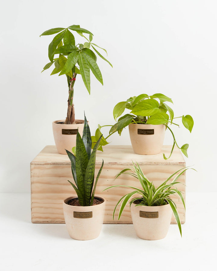 Jungle Starter Plant Collection in blush pink Maca Lively Root pots arranged on a wooden crate display — braided trunk Money Tree, Golden Pothos, Snake Plant, and Spider Plant — beginner-friendly indoor houseplant bundle