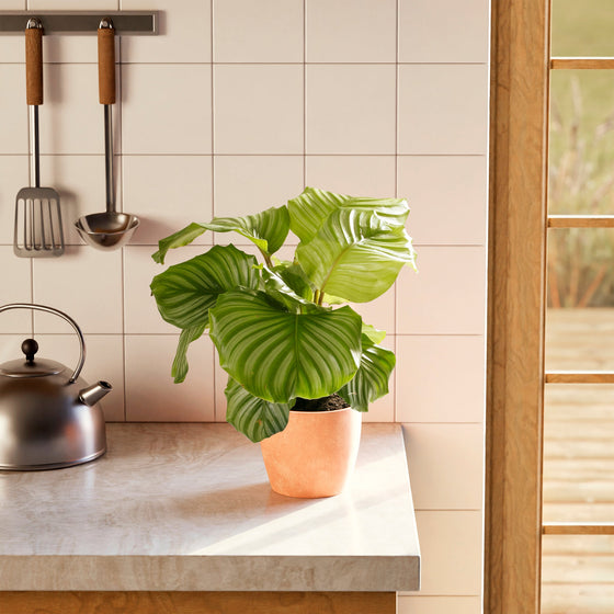 Calathea Orbifolia orange terracotta pot on kitchen counter, striped round leaves houseplant styling