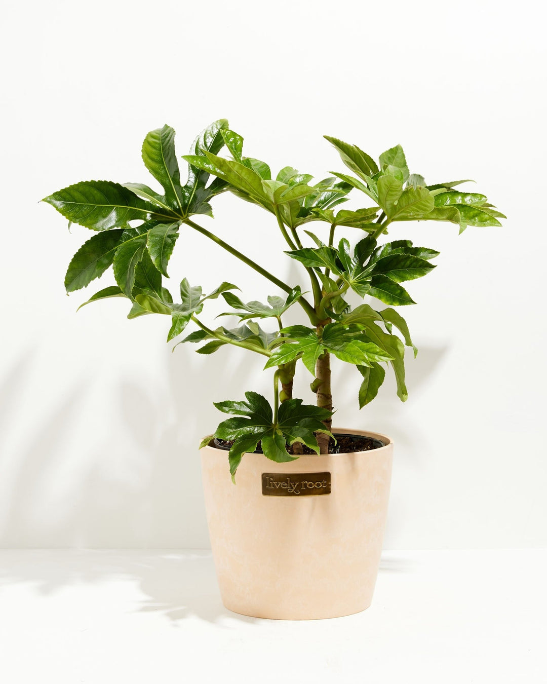 Japanese Aralia 'Fatsia Japonica'
