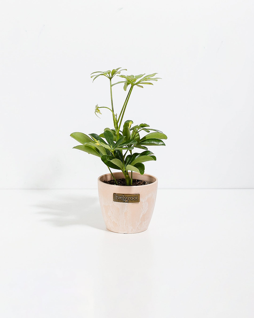 Dwarf Umbrella Tree (Schefflera Arboricola)
